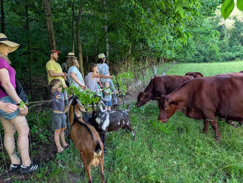 Visitors observe cattle and goats at the edge of a wooded pasture.