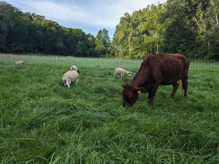 Cattle and sheep grazing together in pasture.