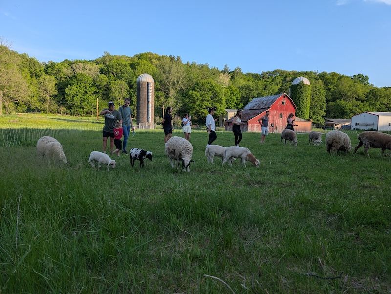 Sheep and lambs graze while visitors walk through the farm.